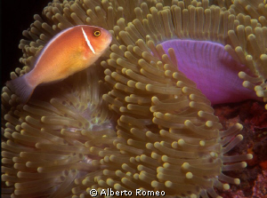 Portrait of a Pink Anemonefish (Amphiprion perideraion) w... by Alberto Romeo 